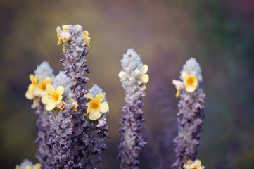 flowers in spring