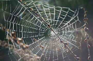 spider web in the morning