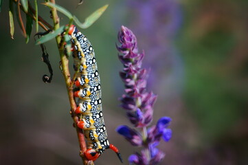 A caterpillar in wildflowers.