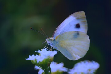 butterfly on a flower