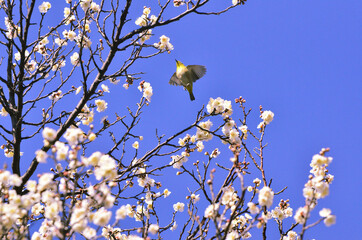 梅の花とメジロ