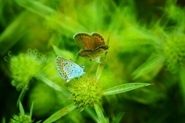 butterfly on the grass