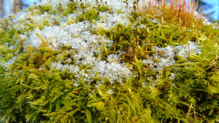 Obraz premium snow in the forest