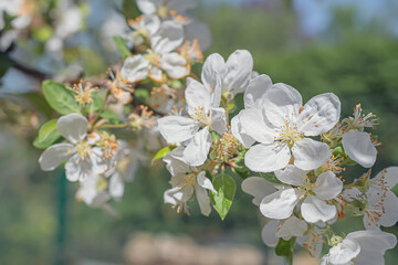 macro photography of white flowers on a tree bush