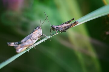 grasshopper on a leaf