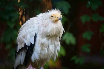 portrait of a eagle