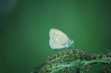 butterfly on a green leaf