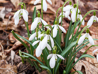 first white snowdrop flowers in the spring