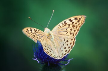 butterfly on a leaf