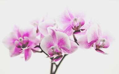 macro photo white-purple orchid