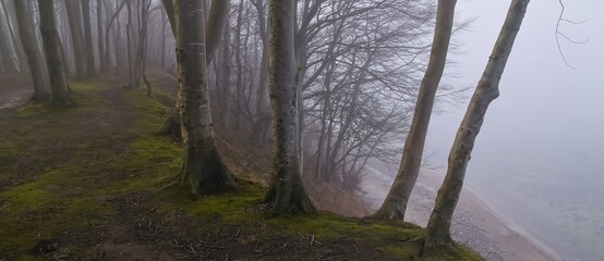 trees in the fog, haunted forest banner