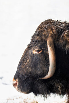 Zubron (a hybrid of bison and cattle) in a European Bison Show Reserve, ZOO