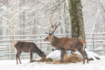 Naklejka na ściany i meble Deer inside Bialowieski National Park, ZOO park, European Bison Show Reserve