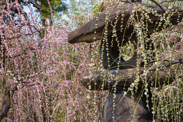 燈篭としだれ梅