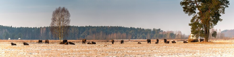Wild European bisons on the field, snow covered, landscape panorama