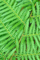 Fern leaf background 1487