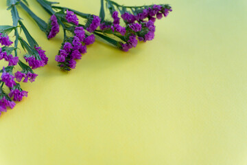 Purple flowers on a yellow background. Beautiful purple flowers. Space for the text.