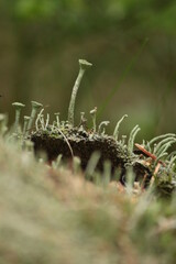 
Cladonia rangiferina. detail of lichen in the forest