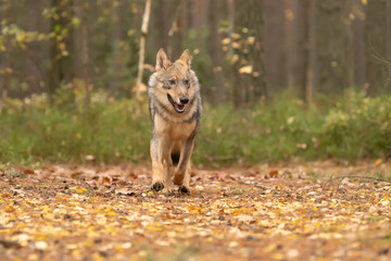 Naklejka na ściany i meble Lone wolf (Canis lupus) running in autumn forest Czech Republic