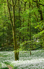 Carpet of wild garlic flowers in the forest 3224