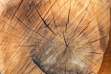 Tree ring pattern close up, woody background