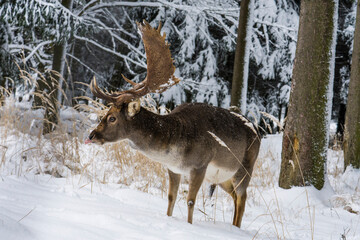Fallow deer, Dama dama, in winter landscape