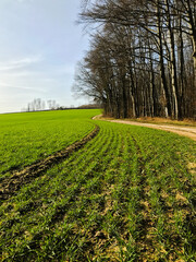 landscape with a field of trees