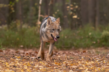 Lone wolf (Canis lupus) running in autumn forest Czech Republic