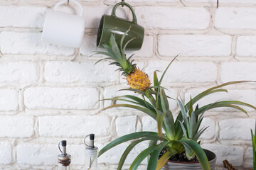 inflorescence Bromeliads pineapple isolated on white background