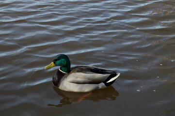 Duck in Water