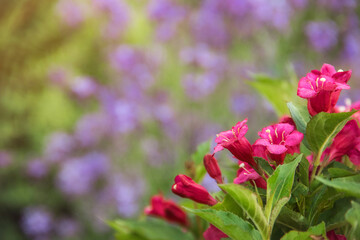Closeup blooming pink flowers of weigela on green and blue background. Space for text