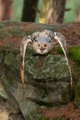 A great strong brown owl with huge red eyes flying through the forest on a red and green trees background. Eurasian Eagle Owl, Bubo bubo.