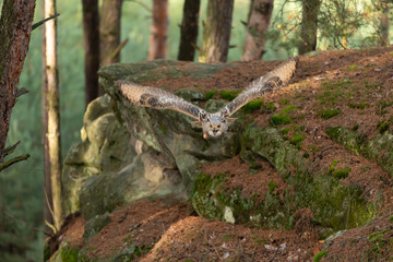 A great strong brown owl with huge red eyes flying through the forest on a red and green trees...