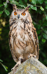 Eagle owl on a gravestone 4289