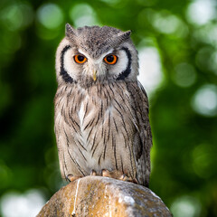great horned owl on a gravestone 4275