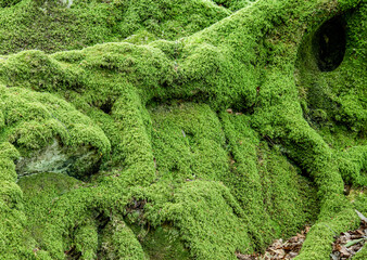 green moss tree roots 1411