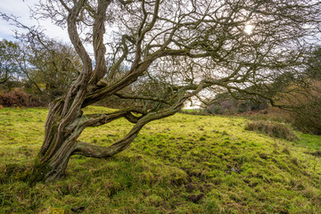 Windswept winter tree in Yorkshire 8487