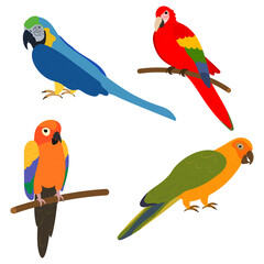 Set of tropical parrots. Vector illustration.