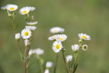 Daisies in a field