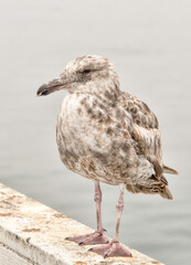 Obraz premium Seagull