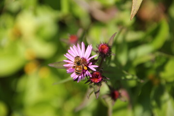 Bee Pollinating Wildflower