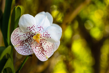 Close up view of a exotic gold white spot vanda orchid plant in bloom