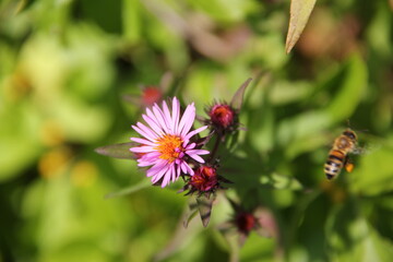 Purple Alpine Daisy in Bloom