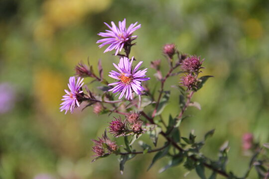 Purple Alpine Daisy Wildflowers