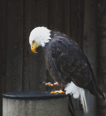 photo of a close-up of an eagle in the reserve park
