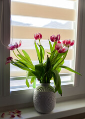 Withered tulips in vase on window,close up.Dying tulips.