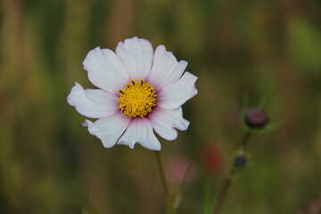 white cosmos flower in the garden