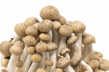 Close-up Shimeji Mushrooms isolated on White Background. Brown Shimeji on White