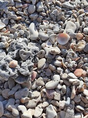 Shells and pebbles on the beach