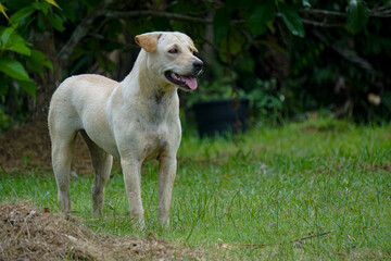 Standing white labrador in garden